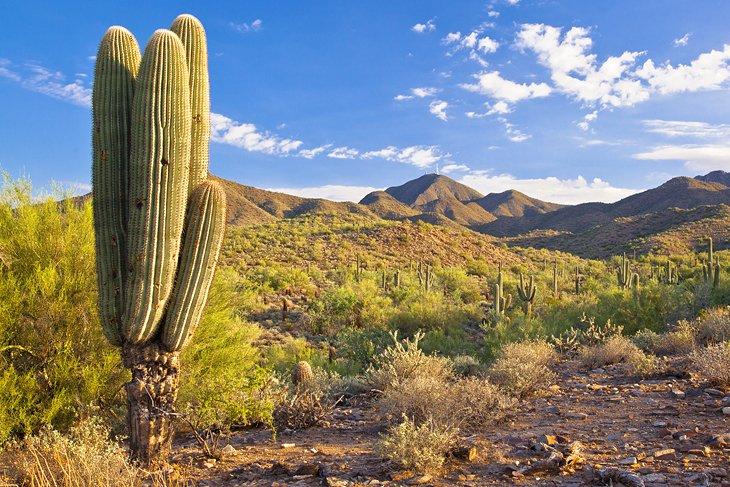 Die Wüste in der Nähe von Scottsdale