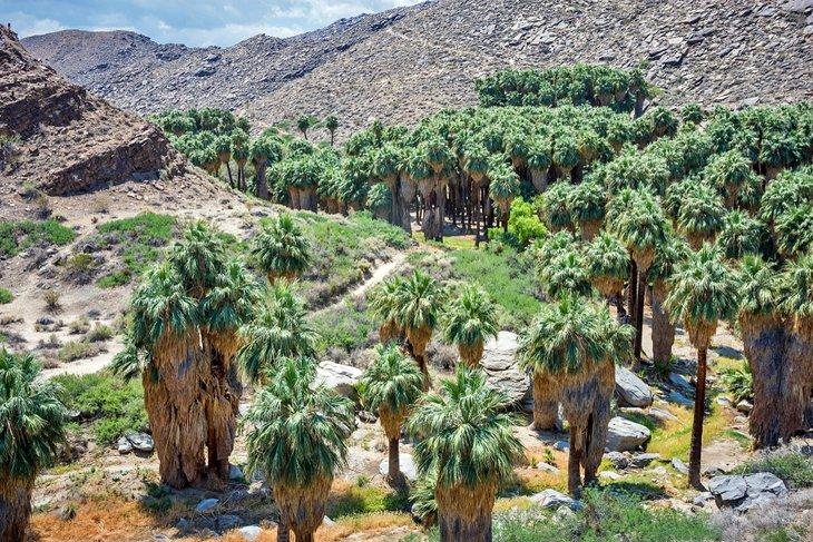 Palmiers dans les Indian Canyons