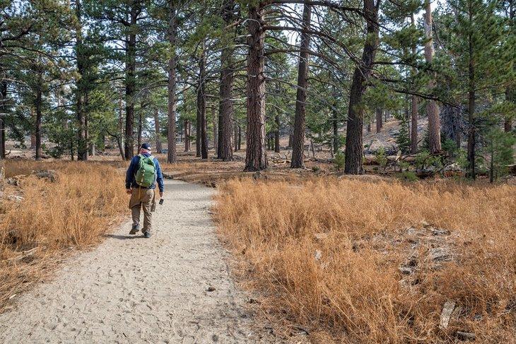 Randonneur dans le parc d'État de Mt. San Jacinto
