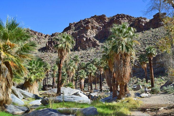 Sentier Palm Canyon