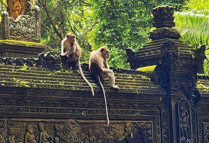 Affenwald in Ubud