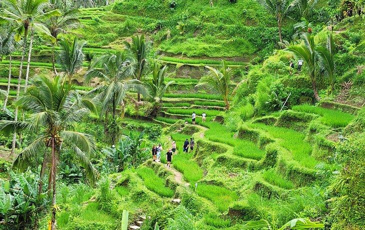 Tegalalang-Reisterrassen bei Ubud