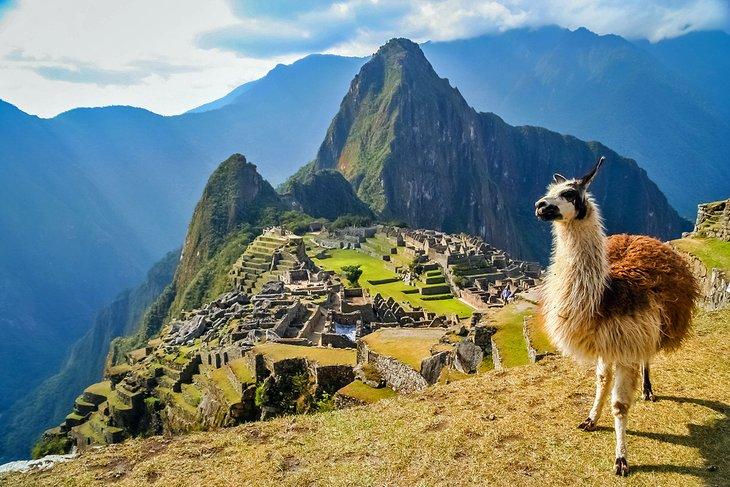 Llama devant Machu Picchu