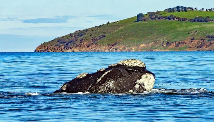 Baleine franche du sud au large de la Tasmanie