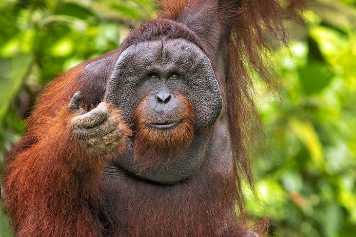 Orang-outan en Borneo, Malaisie