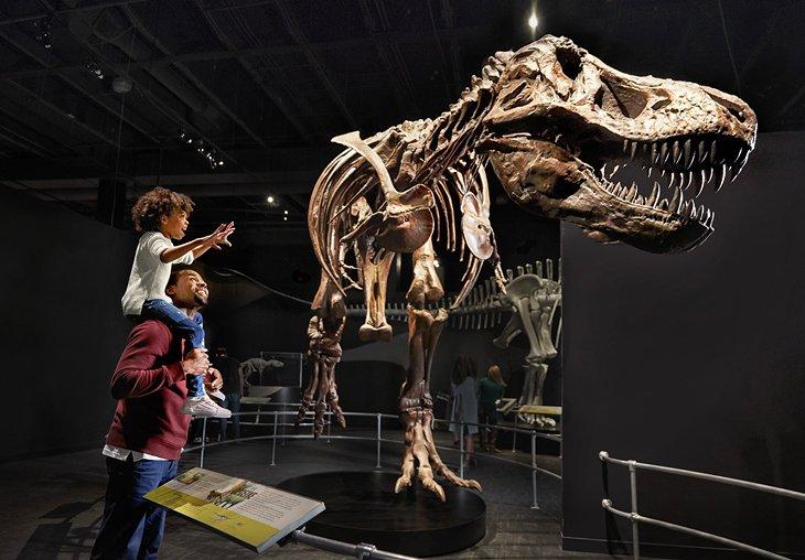 La Galería de Dinosaurios en COSI