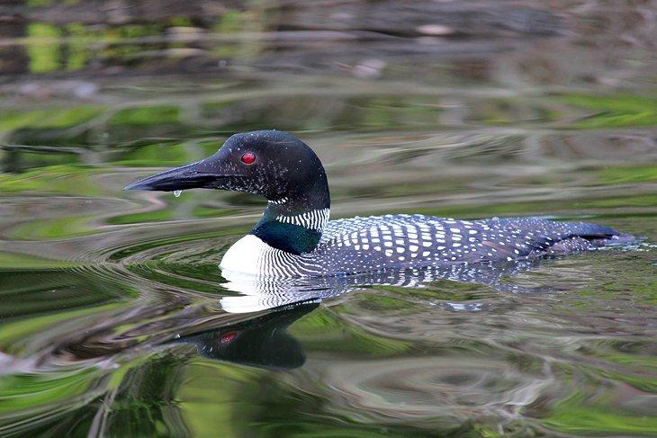 Loon en el Parque Nacional Voyageurs