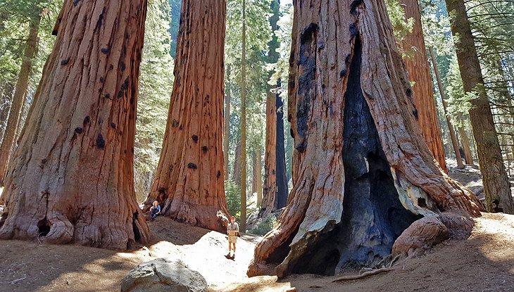 Parque Nacional de Sequoia