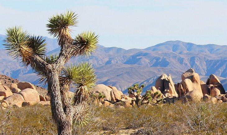 Parque Nacional Joshua Tree