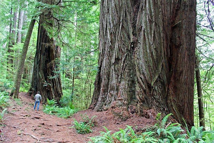 Parques Nacionales de Redwood