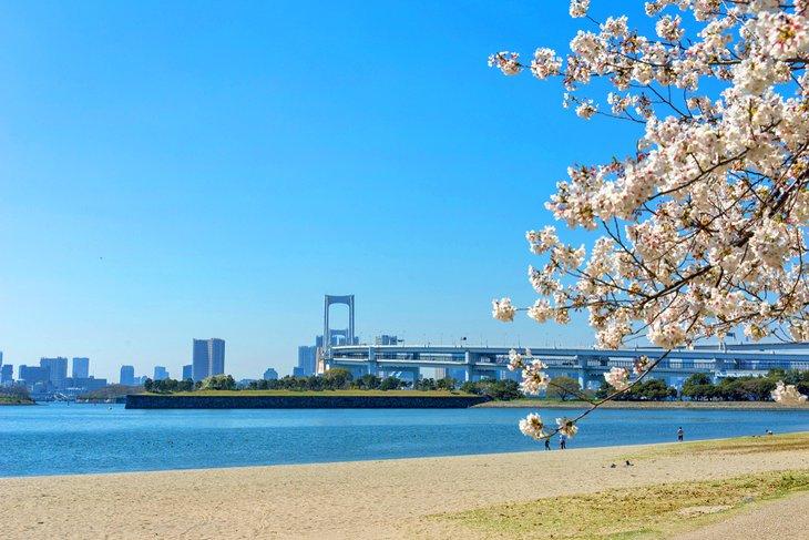 Cerisiers en fleurs le long de la plage d'Odaiba