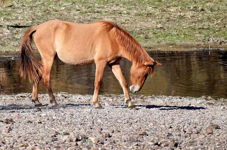 Caballo salvaje en Coon Bluff