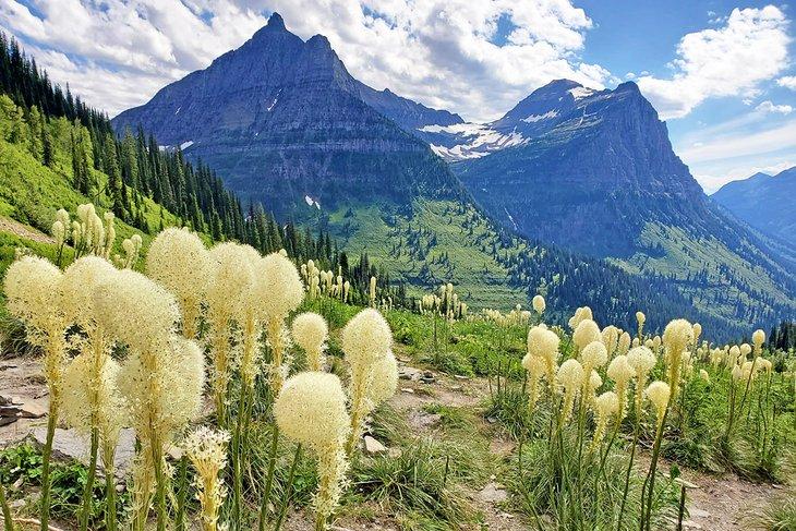 Beargrass y mirador a lo largo de Going-to-the-Sun Road