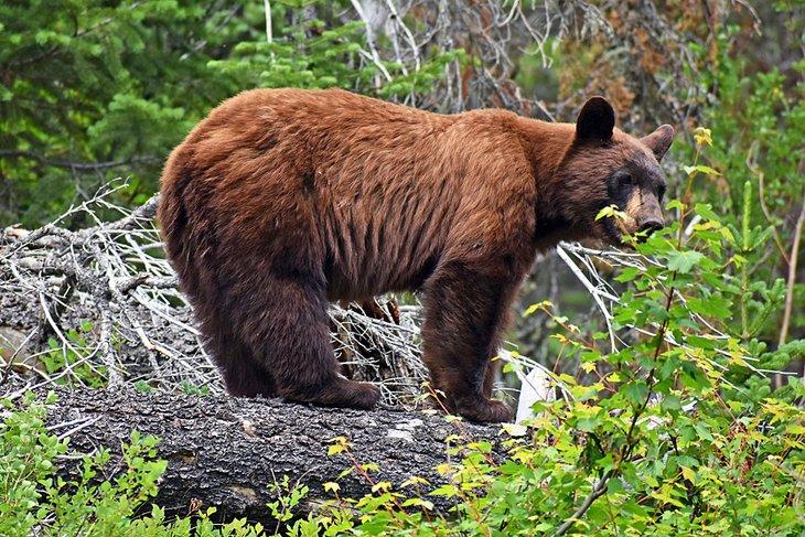 Oso en el Parque Nacional de Glacier, capturado con un objetivo de zoom