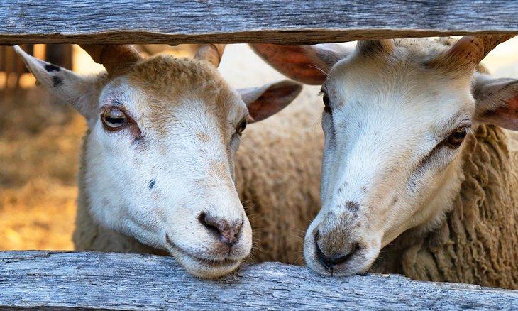 Las cabras dan la bienvenida a los visitantes en Old Sturbridge Village