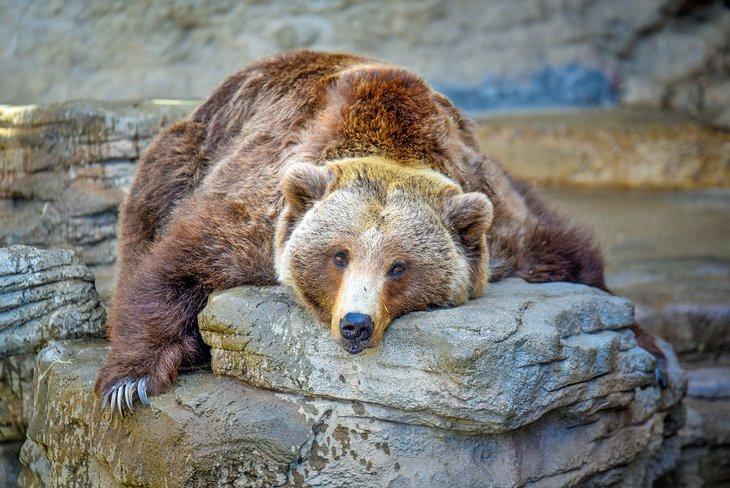 Un oso dormilón en el Zoológico de Denver