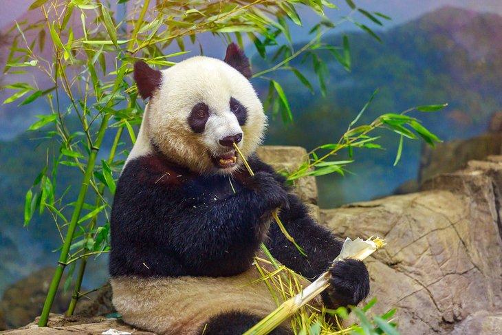 Panda gigante en el Zoológico Nacional en Washington, D.C.