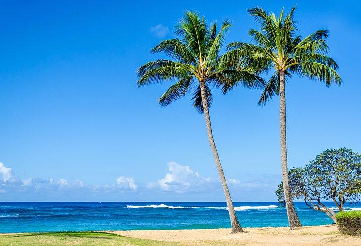 Palmas de coco en la Playa Poipu