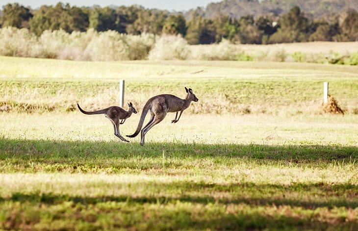 Das Hunter Valley
