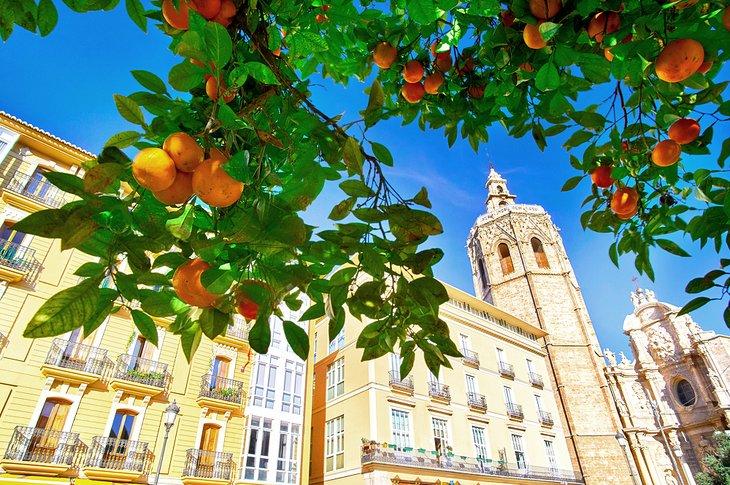 Naranjo en la Plaza de la Reina, Valencia