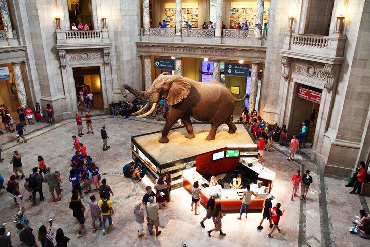 Museo Americano de Historia Natural