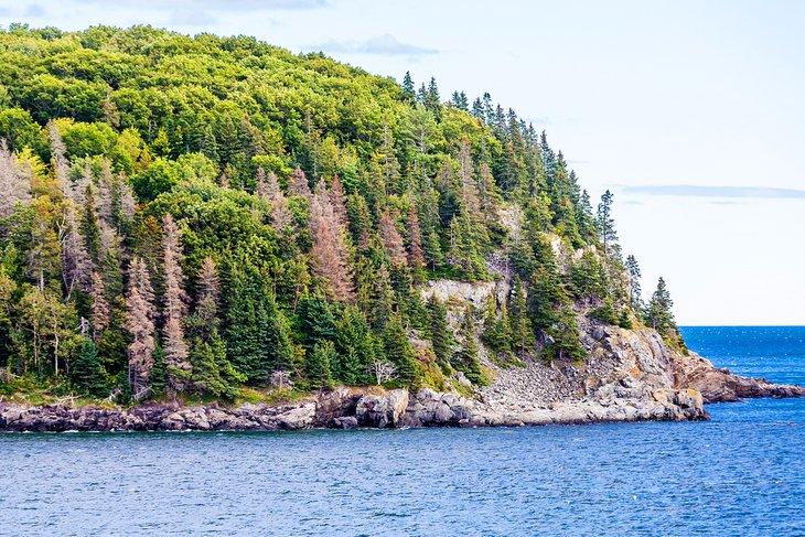 Île de Porcupine chauve