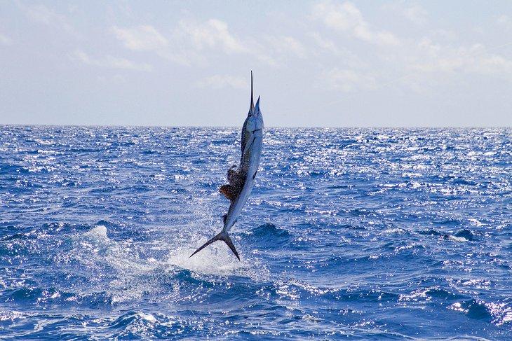 Springender Sailfish