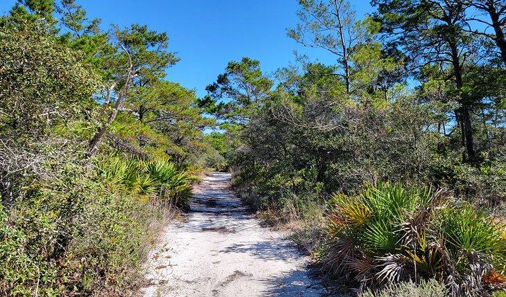 Ein Pfad im Topsail Hill Preserve