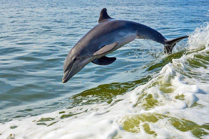 Delfin springt