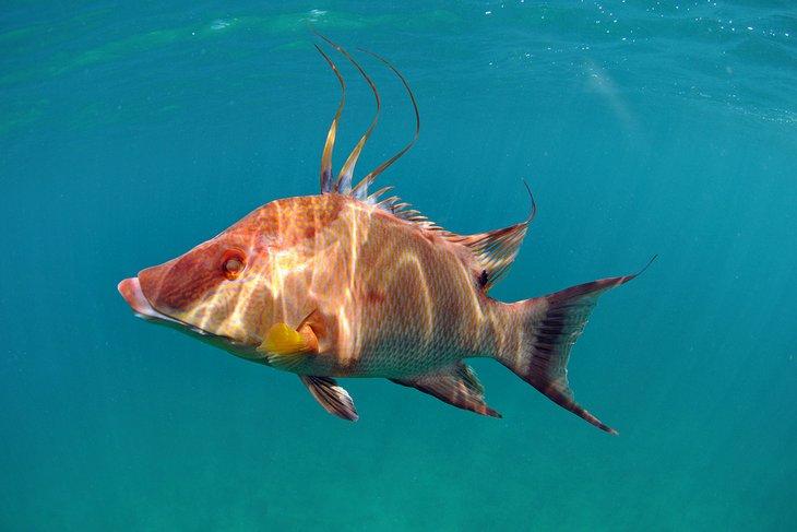 Schweinswal, der beim Schnorcheln in Florida gesehen wurde