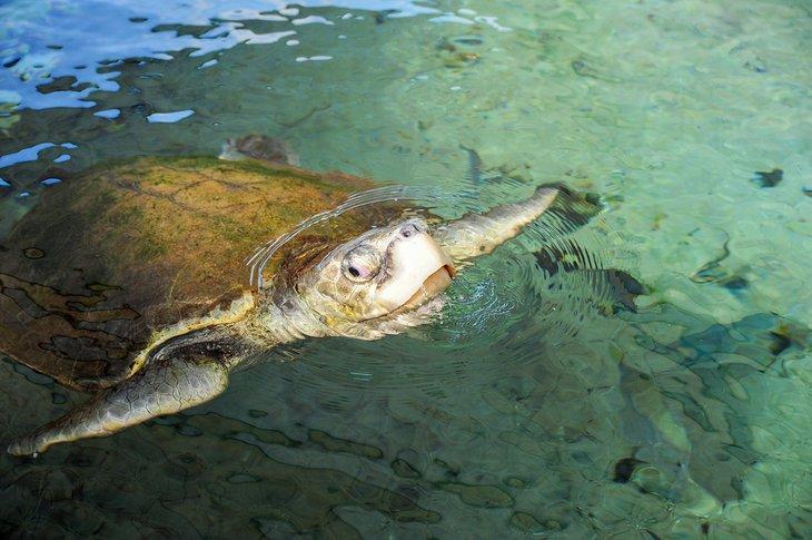 Tortuga marina en el Gumbo Limbo Nature Center
