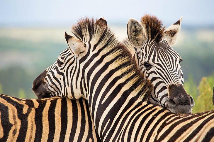 Cebras en la Reserva de Caza Privada Gondwana