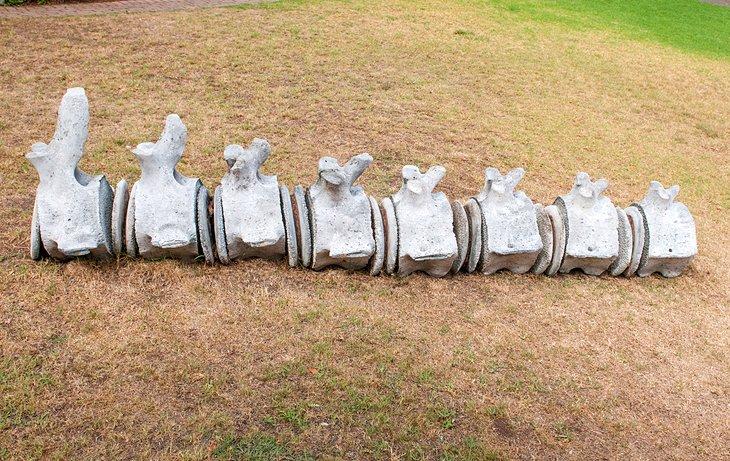 Vertebras de ballena en el Museo Bartolomeu Dias