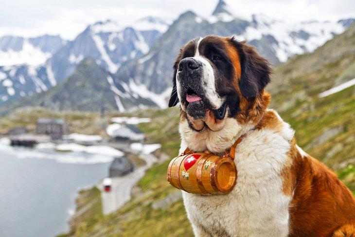 Saint Bernard en Suisse