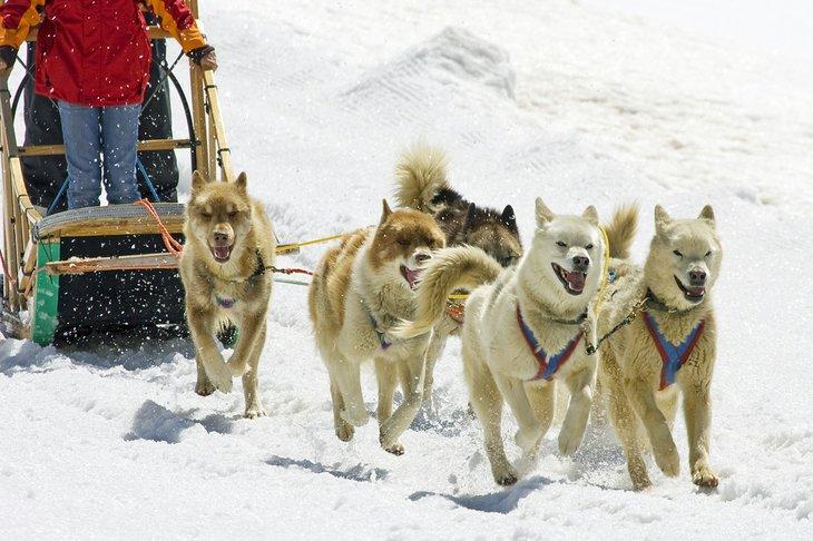 Traîneau à chiens dans les Alpes suisses