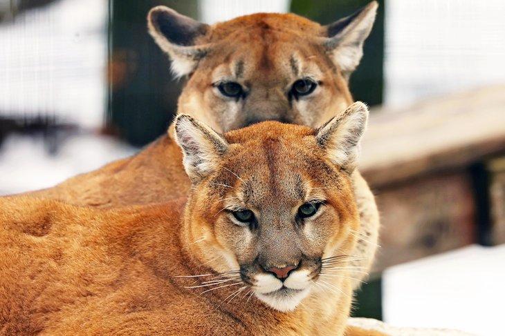 Pumas en cautiverio