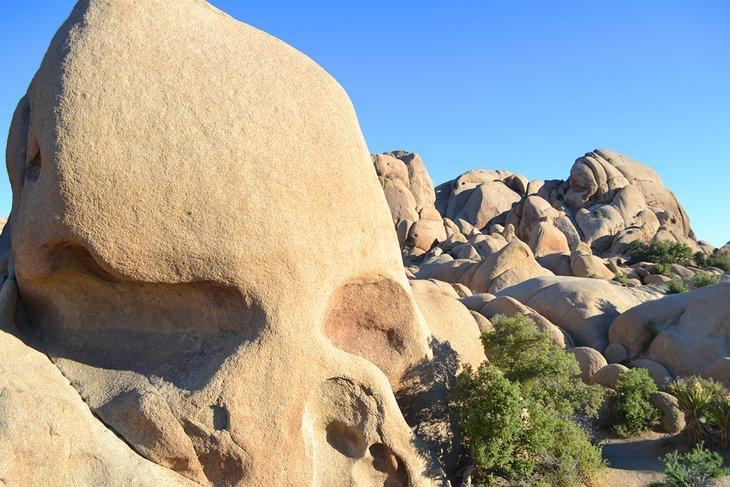 Parc national de Joshua Tree
