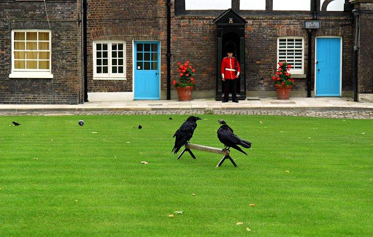 Cuervos de la Torre de Londres