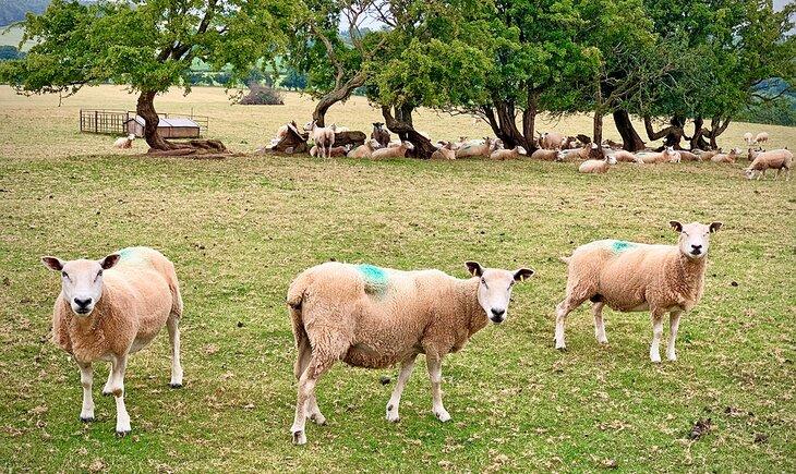 Moutons sur une ferme dans les Marches galloises
