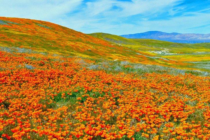 Reservorio de Amapolas de Antelope Valley en California