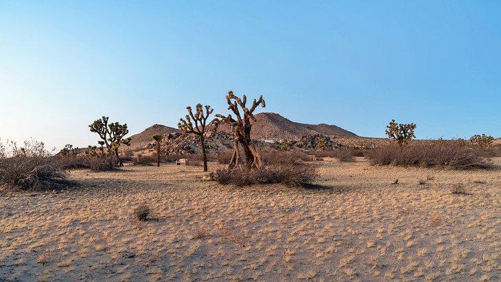 Árboles de Joshua con Saddleback Butte de fondo