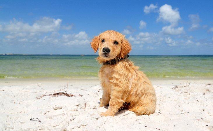 Chiot sur la plage