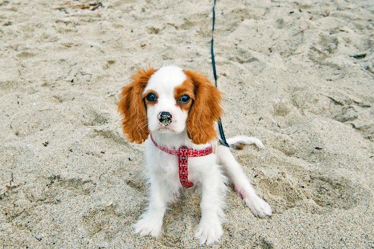 Chiot sur Bark Beach