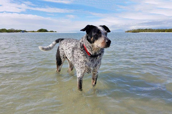 Parc pour chiens de Bonita Beach