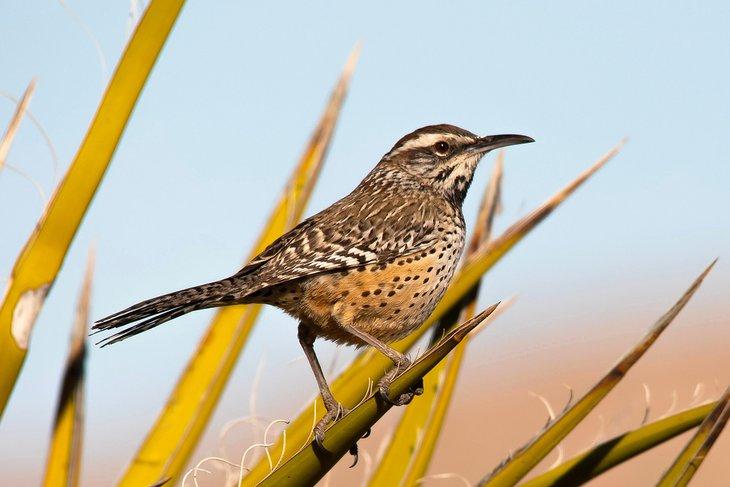 Cactus wren dans le parc national de Joshua Tree