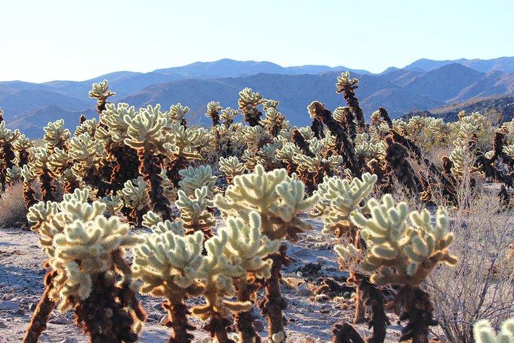 Jardin de Cactus Cholla