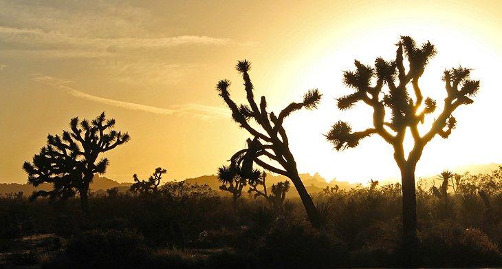 Coucher de soleil dans le parc national de Joshua Tree