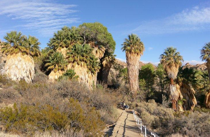 Oasis de Cottonwood Spring