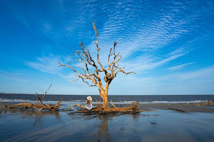 Driftwood Beach auf Jekyll Island
