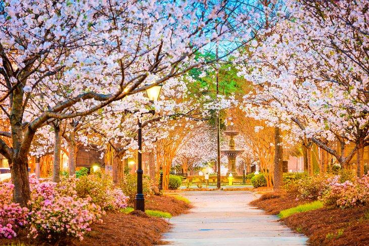 Kirschblüten in Macon, Georgia